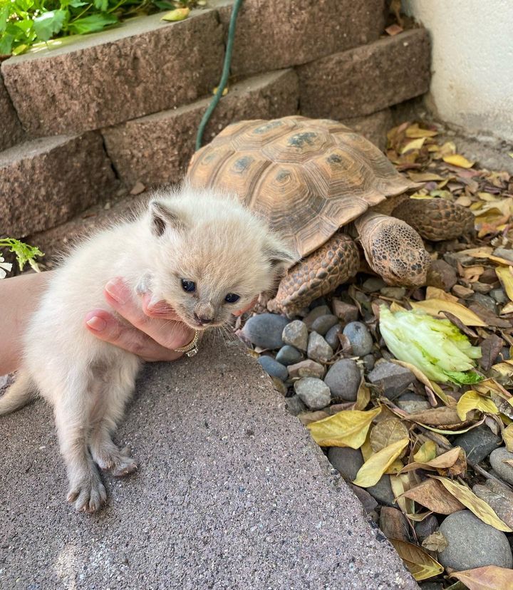 kitten found tortoise burrow